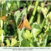 ochlodes sylvanus female1